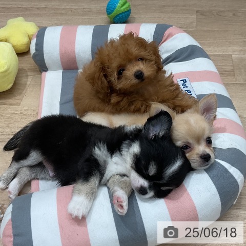 チワワの写真