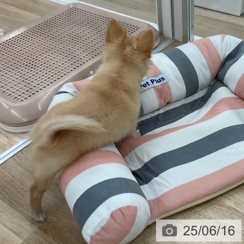 チワワの写真