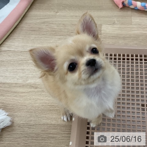 チワワの写真