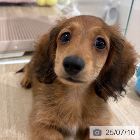 カニーンヘン・ダックスフンドの写真