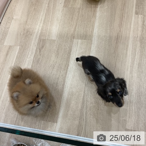ミニチュア・ダックスフンドの写真
