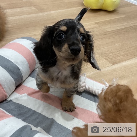 ミニチュア・ダックスフンドの写真
