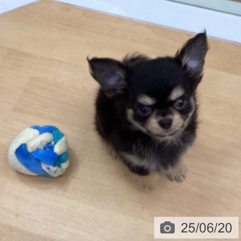 チワワの写真