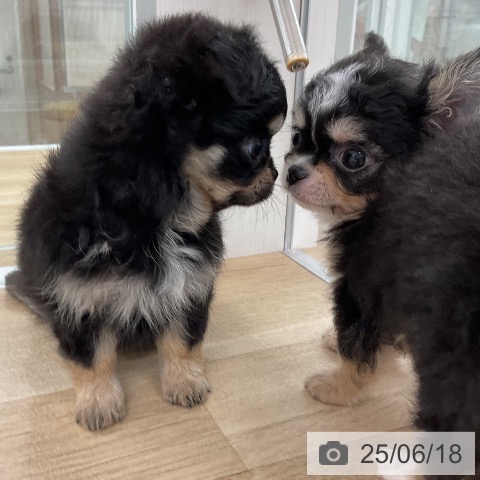 チワワの写真