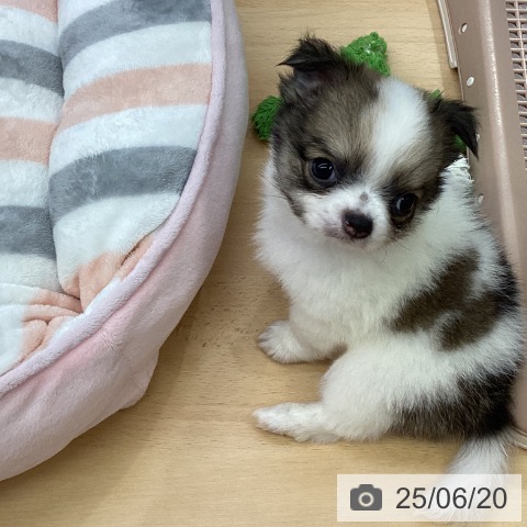 チワワの写真