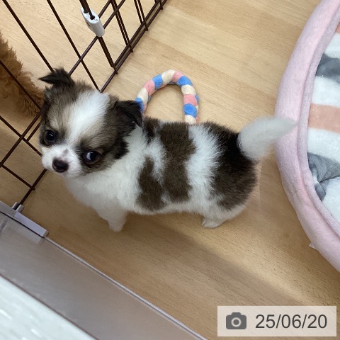 チワワの写真