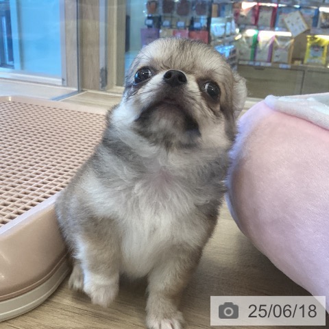 チワワの写真