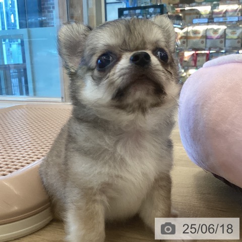 チワワの写真
