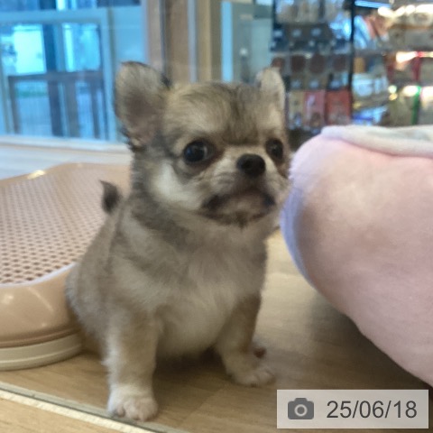 チワワの写真