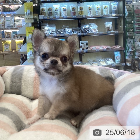 チワワの写真