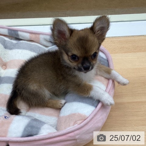 チワワの写真