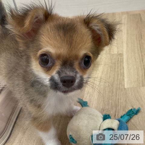 チワワの写真