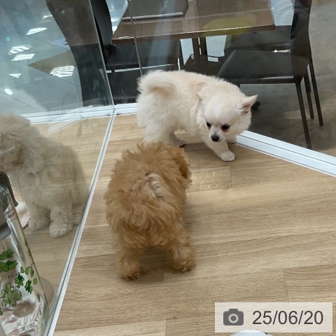 チワワの写真