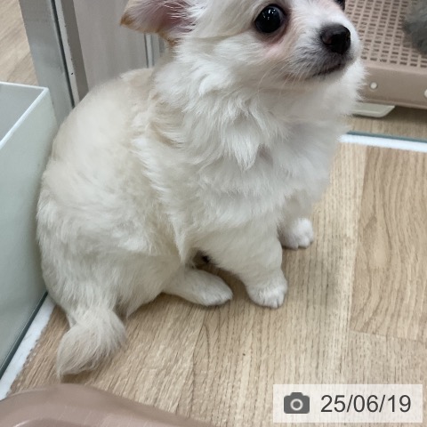 チワワの写真