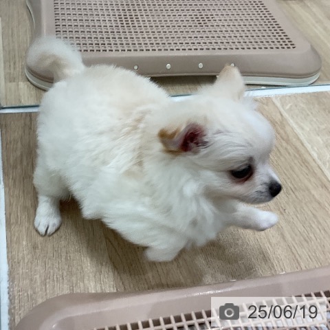 チワワの写真