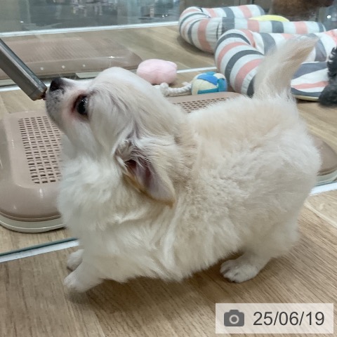 チワワの写真
