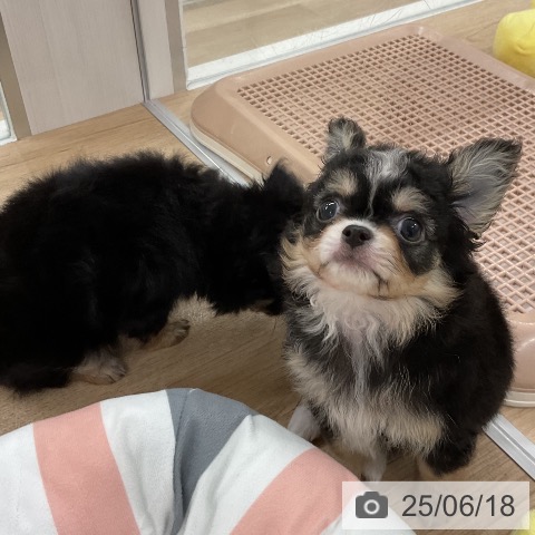 チワワの写真