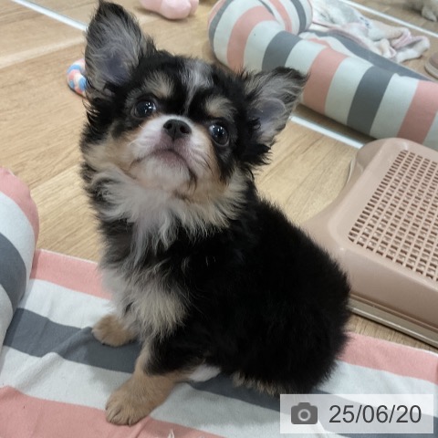 チワワの写真