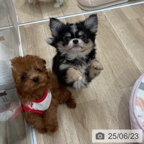 チワワの写真