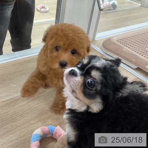 チワワの写真