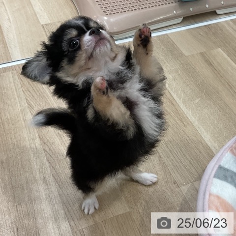 チワワの写真