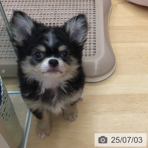 チワワの写真