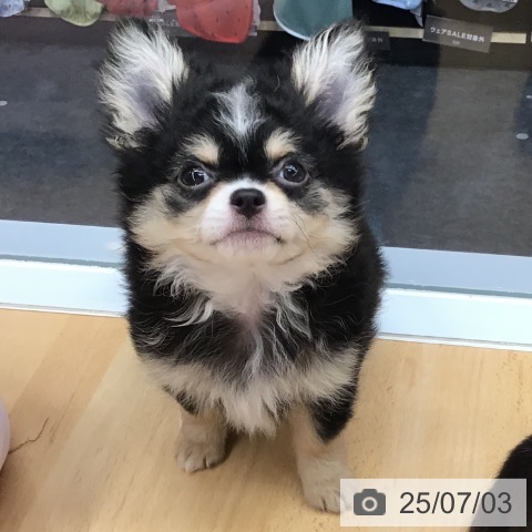 チワワの写真