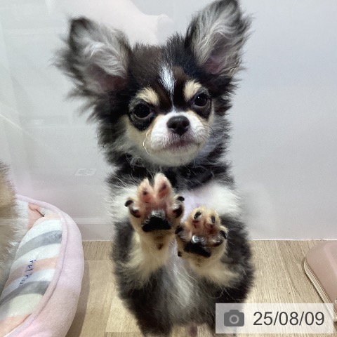 チワワの写真