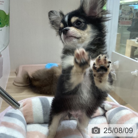 チワワの写真