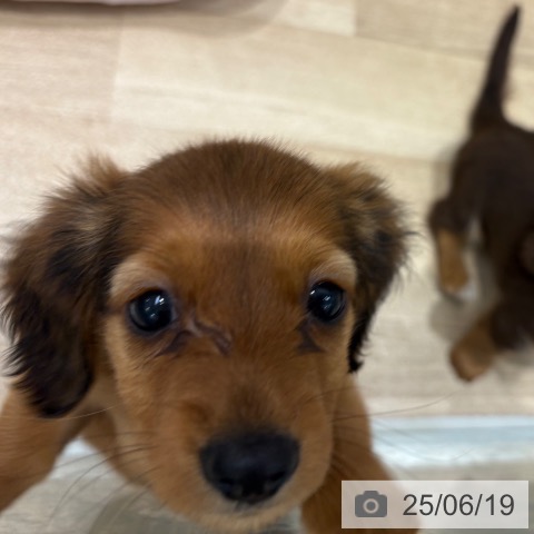 ミニチュア・ダックスフンドの写真