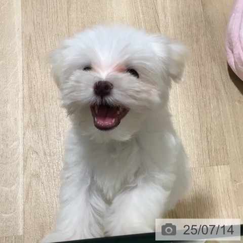 マルチーズの写真