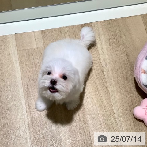 マルチーズの写真