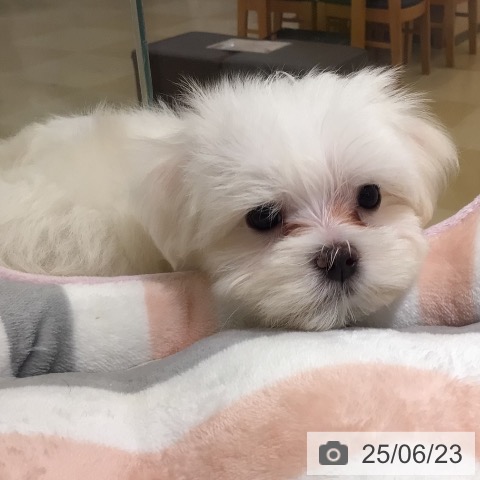 マルチーズの写真