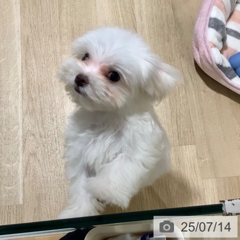 マルチーズの写真