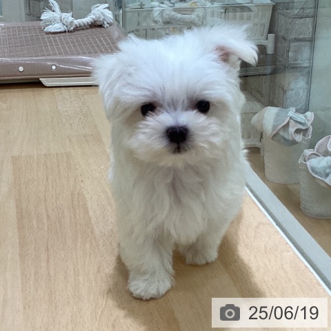 マルチーズの写真