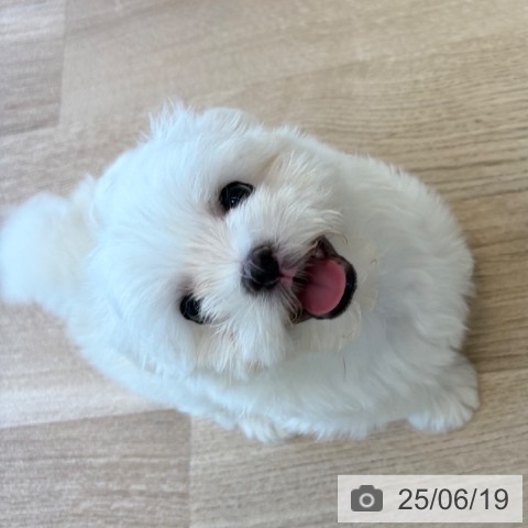 マルチーズの写真