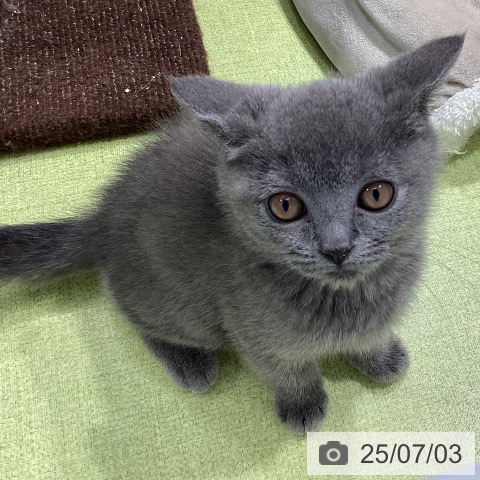 ブリティッシュショートヘアの写真