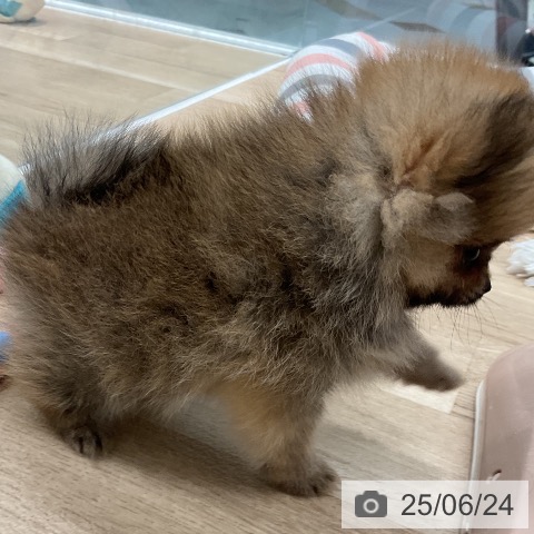 ポメラニアンの写真