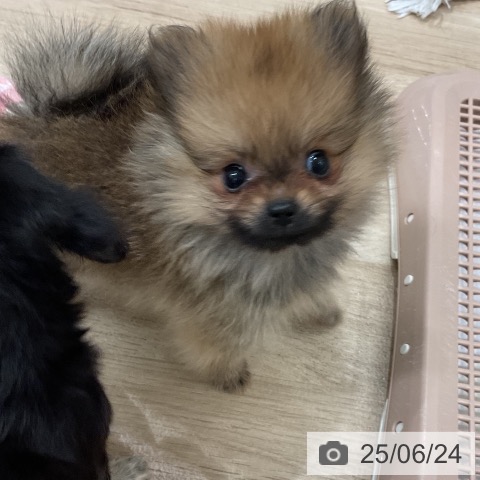 ポメラニアンの写真