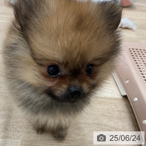 ポメラニアンの写真
