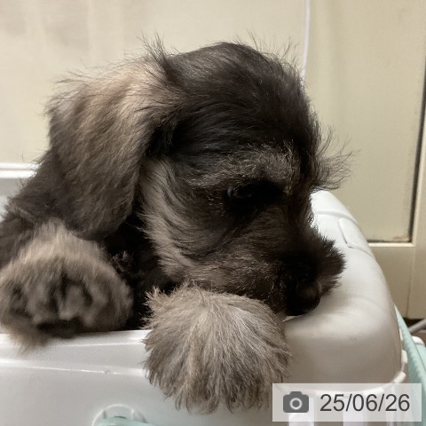 ミニチュア・シュナウザーの写真