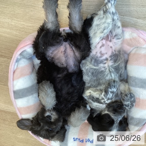 ミニチュア・シュナウザーの写真
