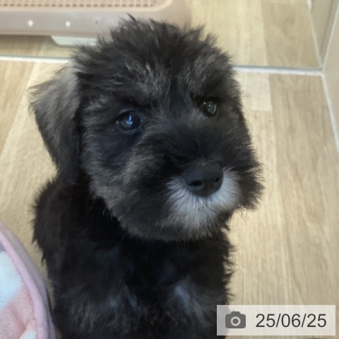 ミニチュア・シュナウザーの写真