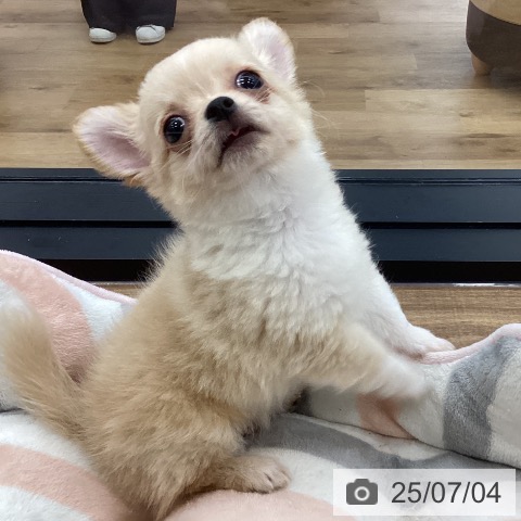 チワワの写真