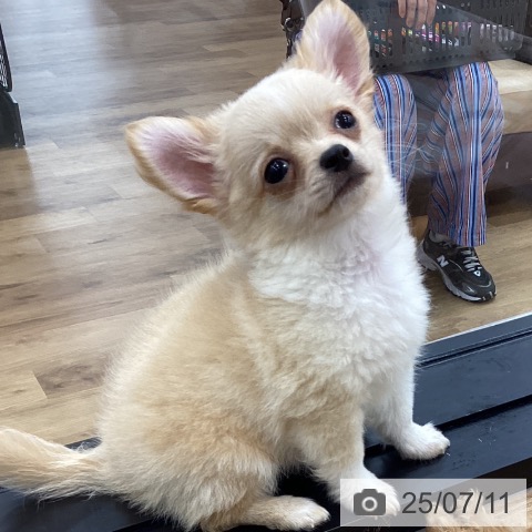 チワワの写真