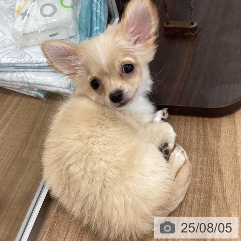 チワワの写真