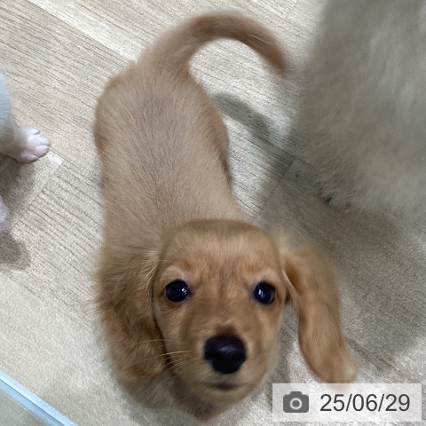 ミニチュア・ダックスフンドの写真