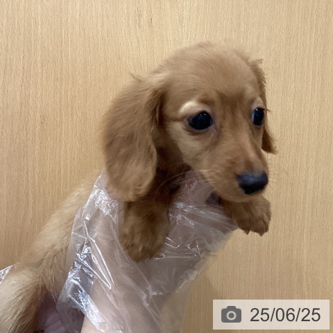 ミニチュア・ダックスフンドの写真
