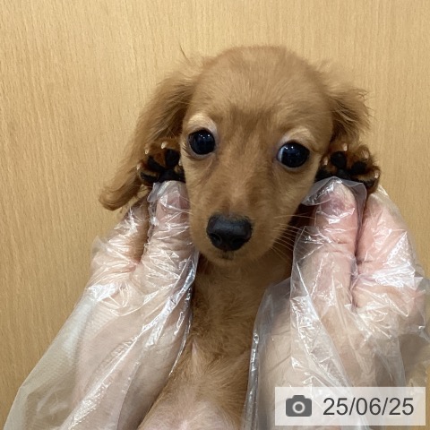 ミニチュア・ダックスフンドの写真