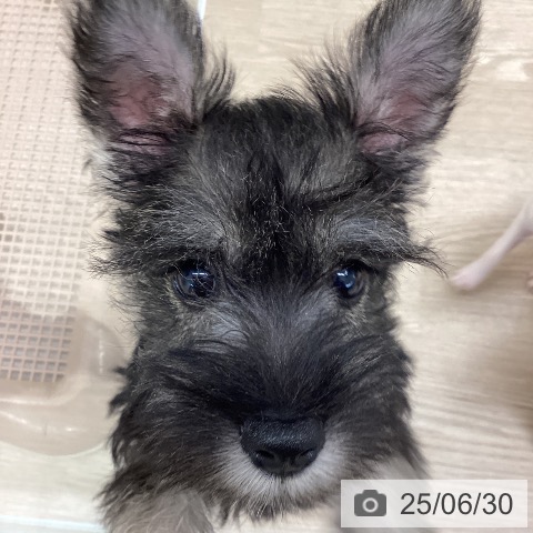 ミニチュア・シュナウザーの写真
